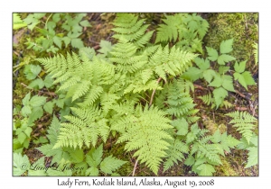 Lady Fern