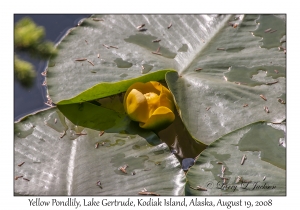 Yellow Pondlily