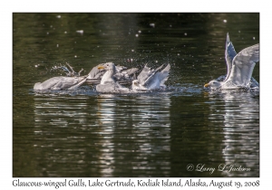 Glaucous-winged Gulls