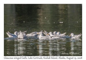 Glaucous-winged Gulls