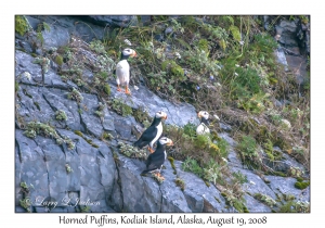 Horned Puffins