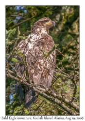 Bald Eagle immature