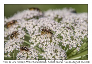 Wasp & Cow Parsnip