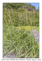 Lyme Grass