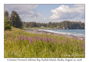 Common Fireweed