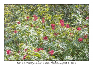 Red Elderberry