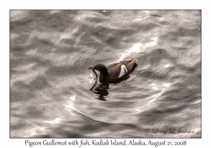 Pigeon Guillemot