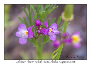 Unknown Flower