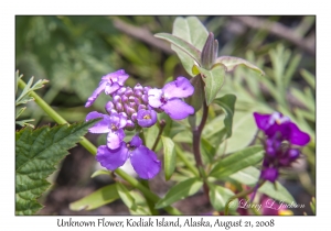 Unknown Flower