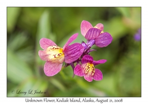 Unknown Flower