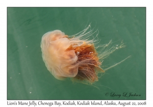 Lion's Mane Jelly