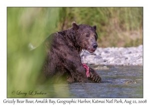 Grizzly Bear Boar