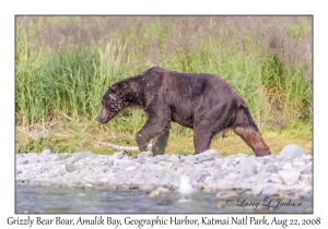 Grizzly Bear Boar