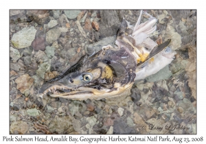 Pink Salmon Head (male)