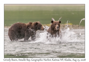 Grizzly Bears