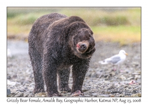 Grizzly Bear Female