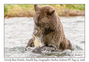 Grizzly Bear Female