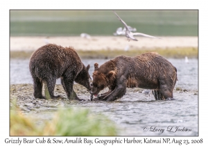 Grizzly Bear Sow & Cub