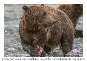 Grizzly Bear Sow & Cub