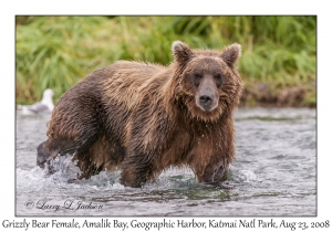 Grizzly Bear Female