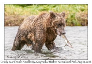 Grizzly Bear Female