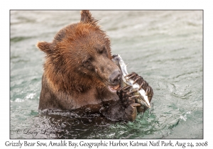 Grizzly Bear Sow