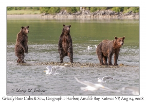 Grizzly Bear 3rd yr Cubs & Sow