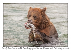 Grizzly Bear Sow