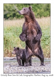 Grizzly Bear Sow & 1st yr Cub