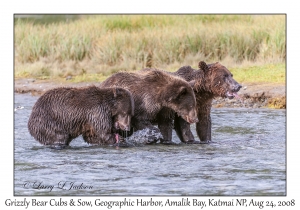 Grizzly Bear Sow & 3rd yr Cubs