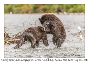 Grizzly Bear 3rd yr Cubs