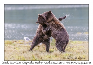Grizzly Bear 3rd yr Cubs