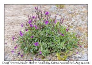 Dwarf Fireweed