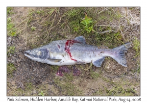 Pink Salmon male