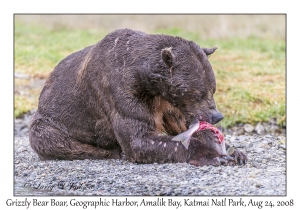 Grizzly Bear Boar