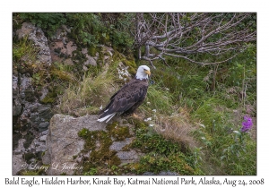 Bald Eagle