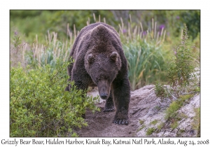 Grizzly Bear Boar