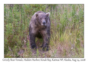 Grizzly Bear Female