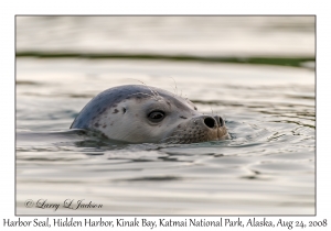 Harbor Seal