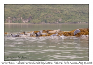 Harbor Seals