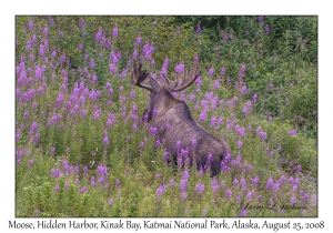 Moose, young bull