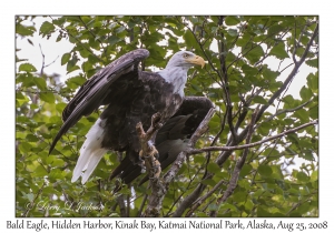 Bald Eagle