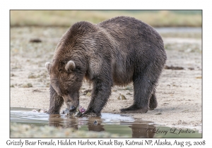 Grizzly Bear Female