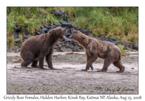 Grizzly Bear Females