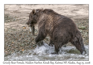 Grizzly Bear Female