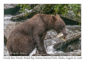 Grizzly Bear Female