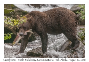 Grizzly Bear Female