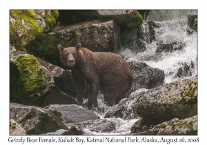 Grizzly Bear Female