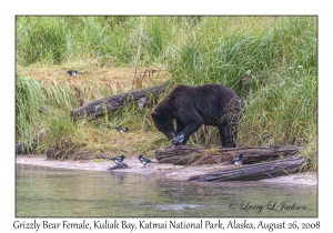 Grizzly Bear Female