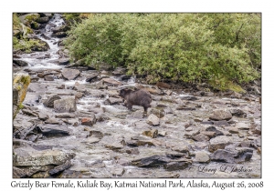 Grizzly Bear Female